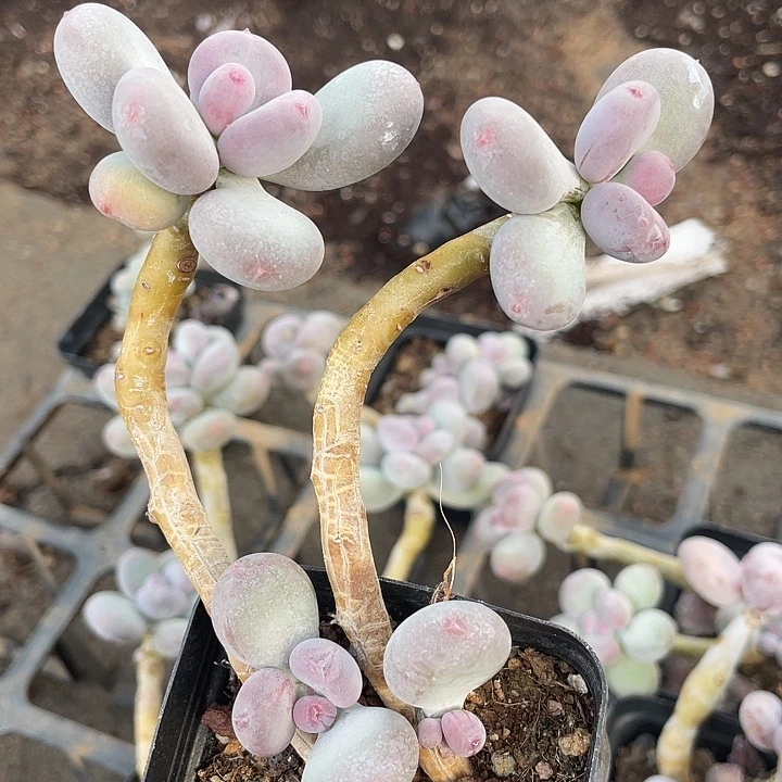 一物一拍满18包邮