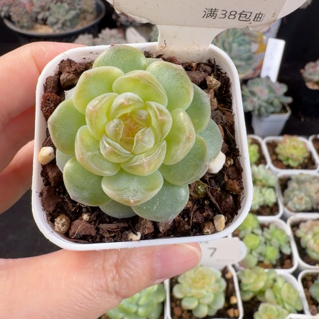 舒月单头一颗福利14号