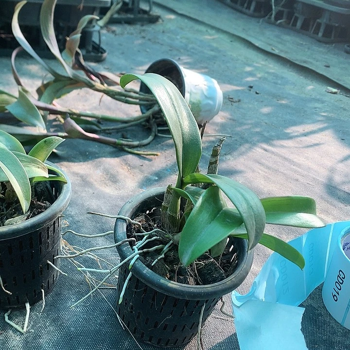 完全开放小紫兔，大小3苗以上