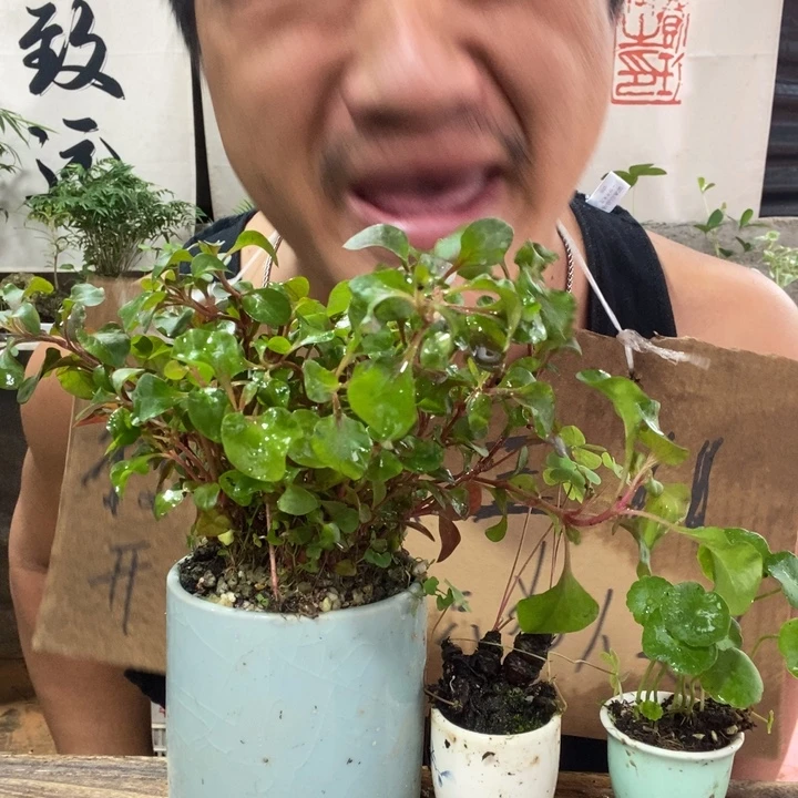 无花朵退款拉黑拉黑11