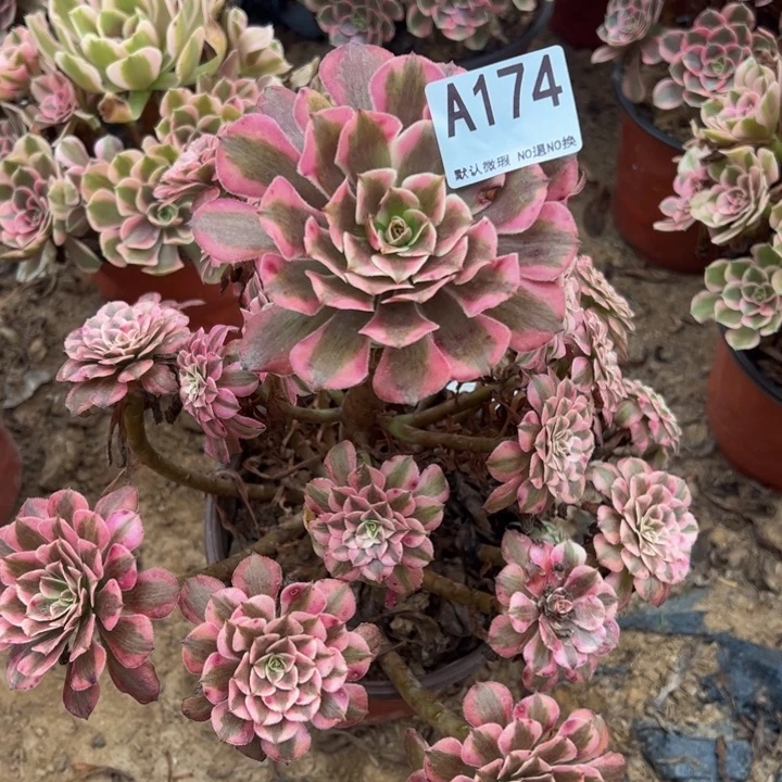 红同白多肉植物174.
