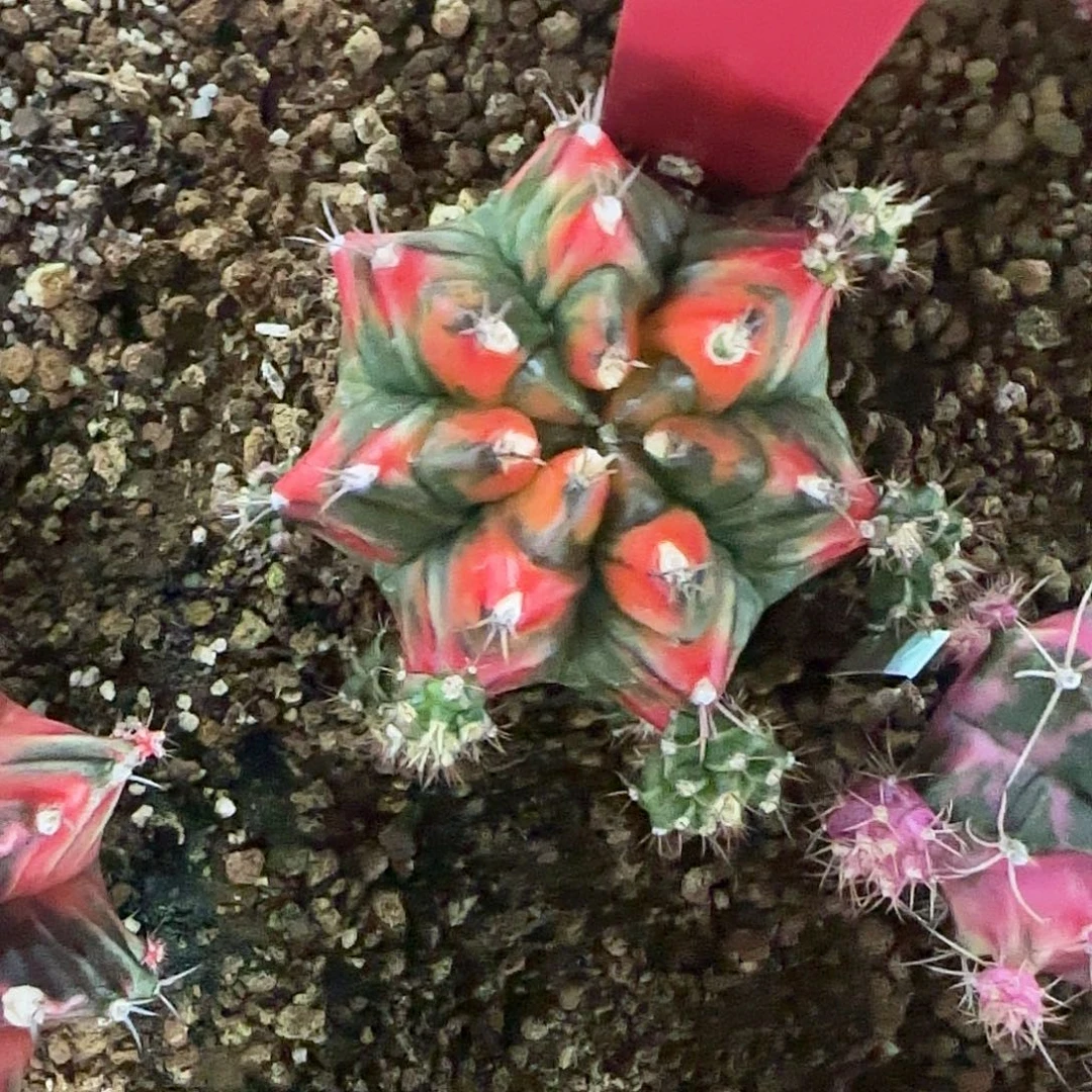 L712-1220泰国发货 t3