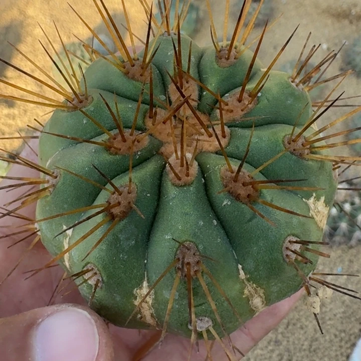 黑王变种无根666666699