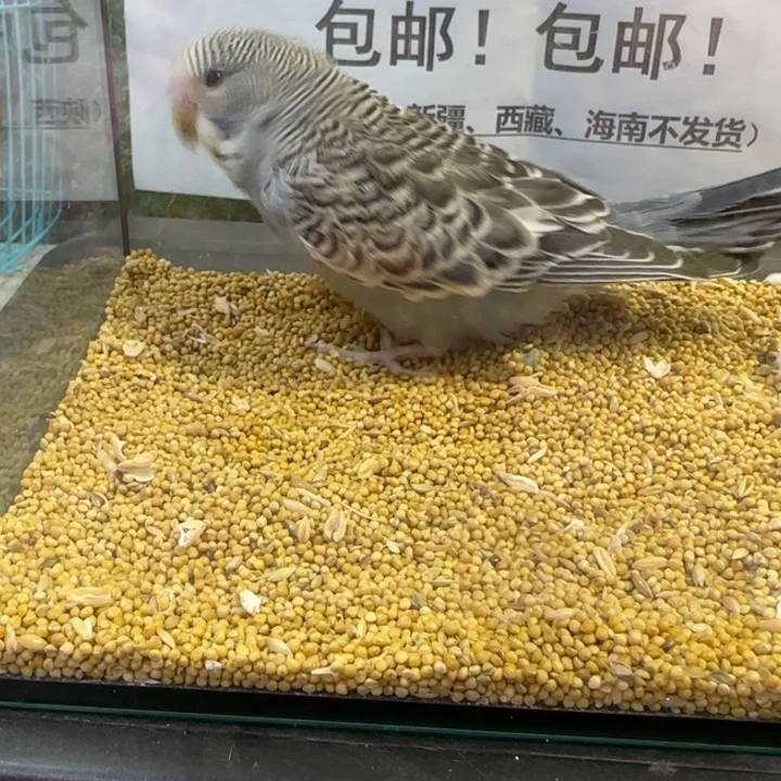 虎皮鹦鹉大头虎皮鹦鹉