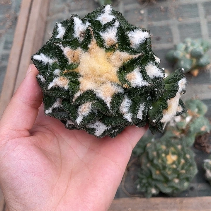 自根双头辛顿微瑕疵特价不退换