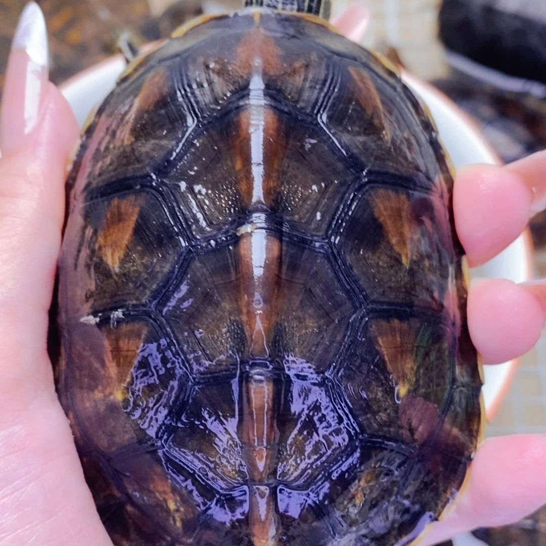 不分公母宠物龟花龟母