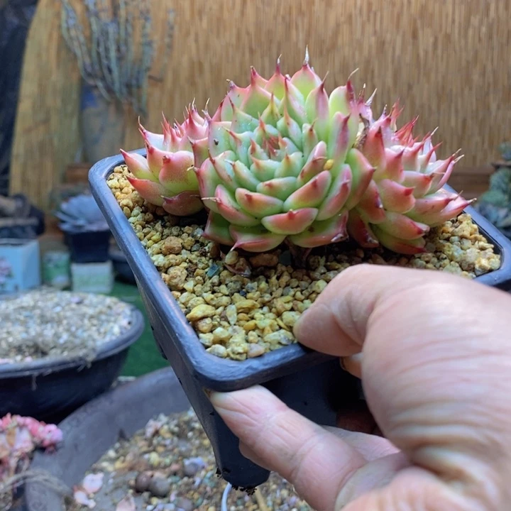向***花270号托斯卡多肉植物