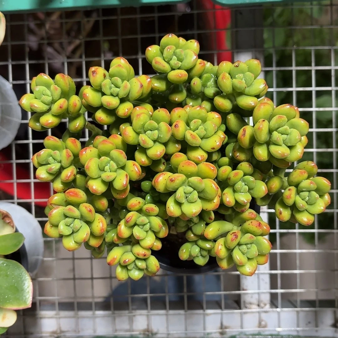 丸叶松绿冠幅18㎝左右香香的