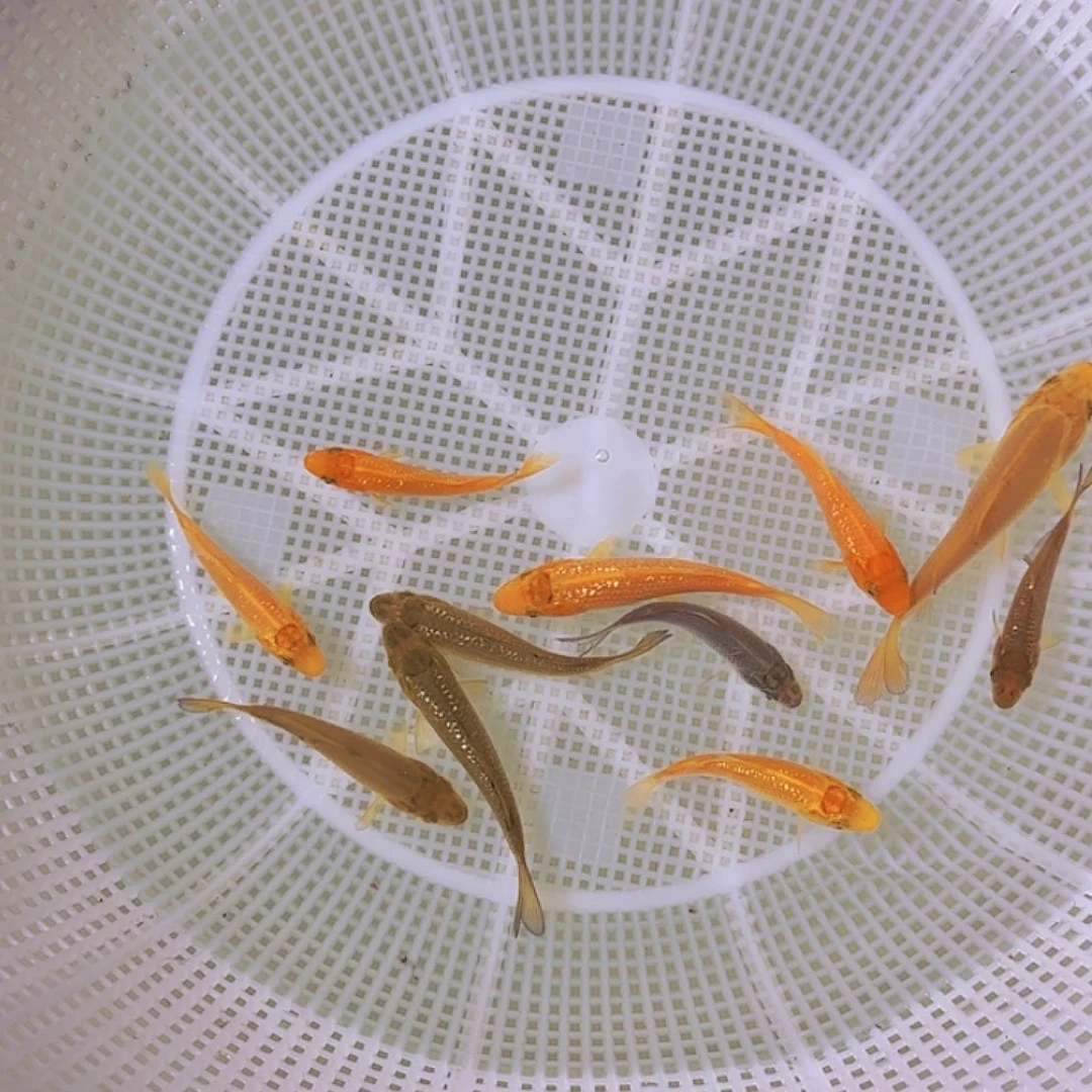 锦鲤锦鲤的故事是