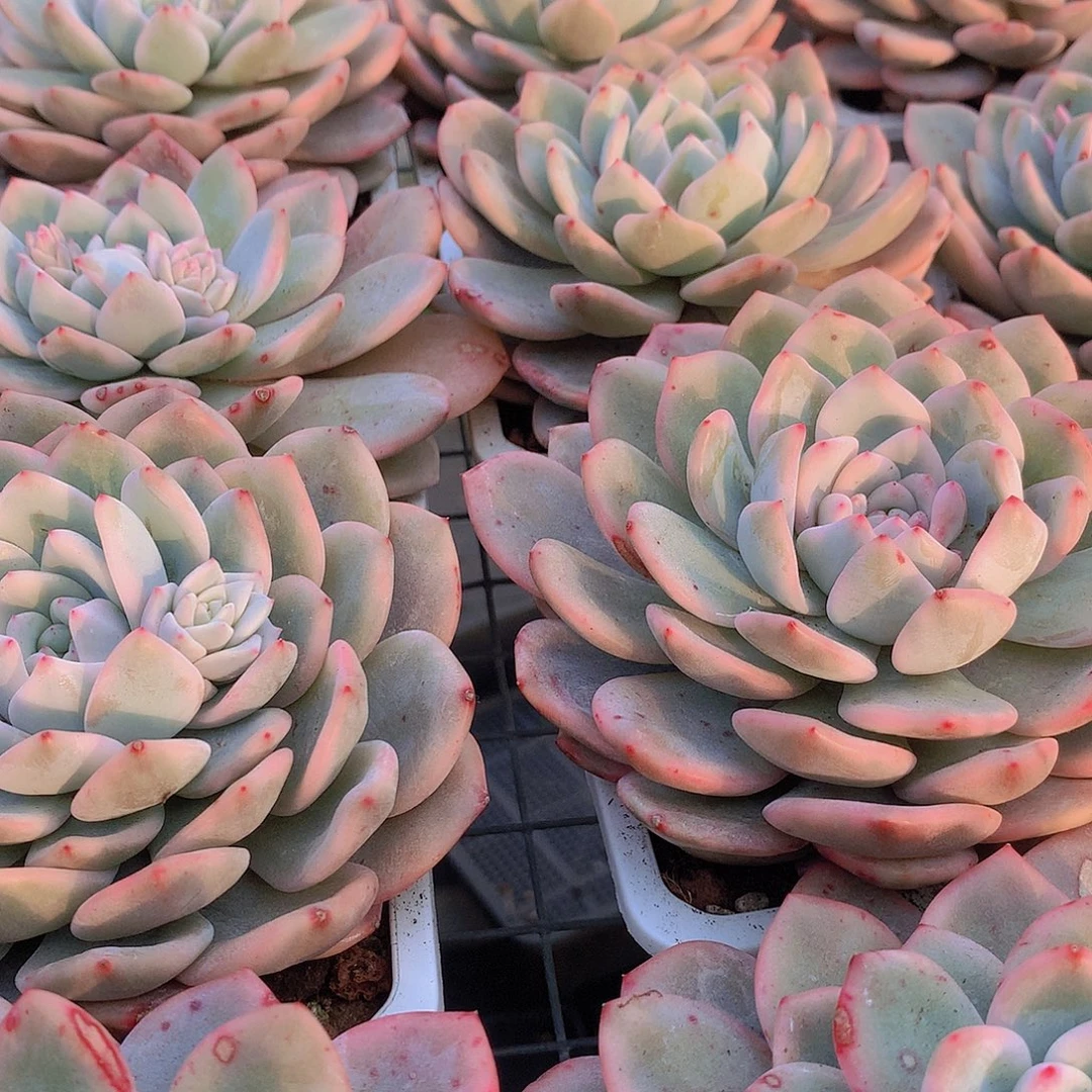 梦露锦3566788990000