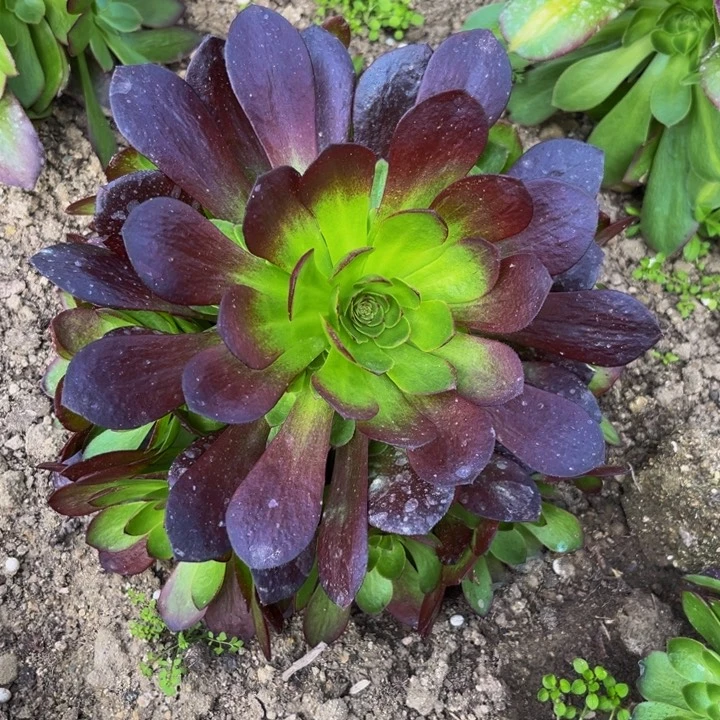 黑魔多肉植物捧花的地载