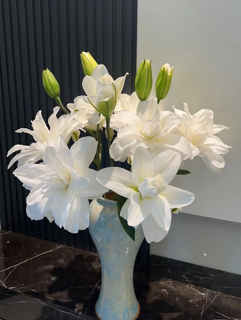 【莲花美人】纯白色重瓣香水百合顺丰包邮