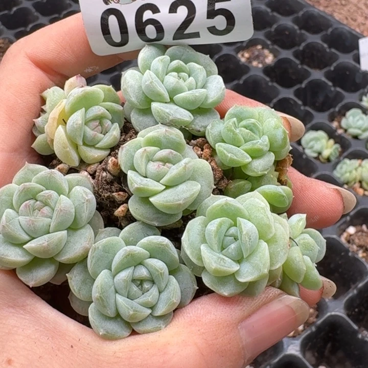 当前无花朵，栽培后可花朵多肉植物多肉植物