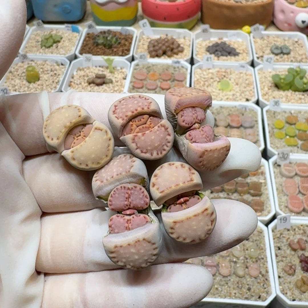 瑶**圆0119-04饼干编号k