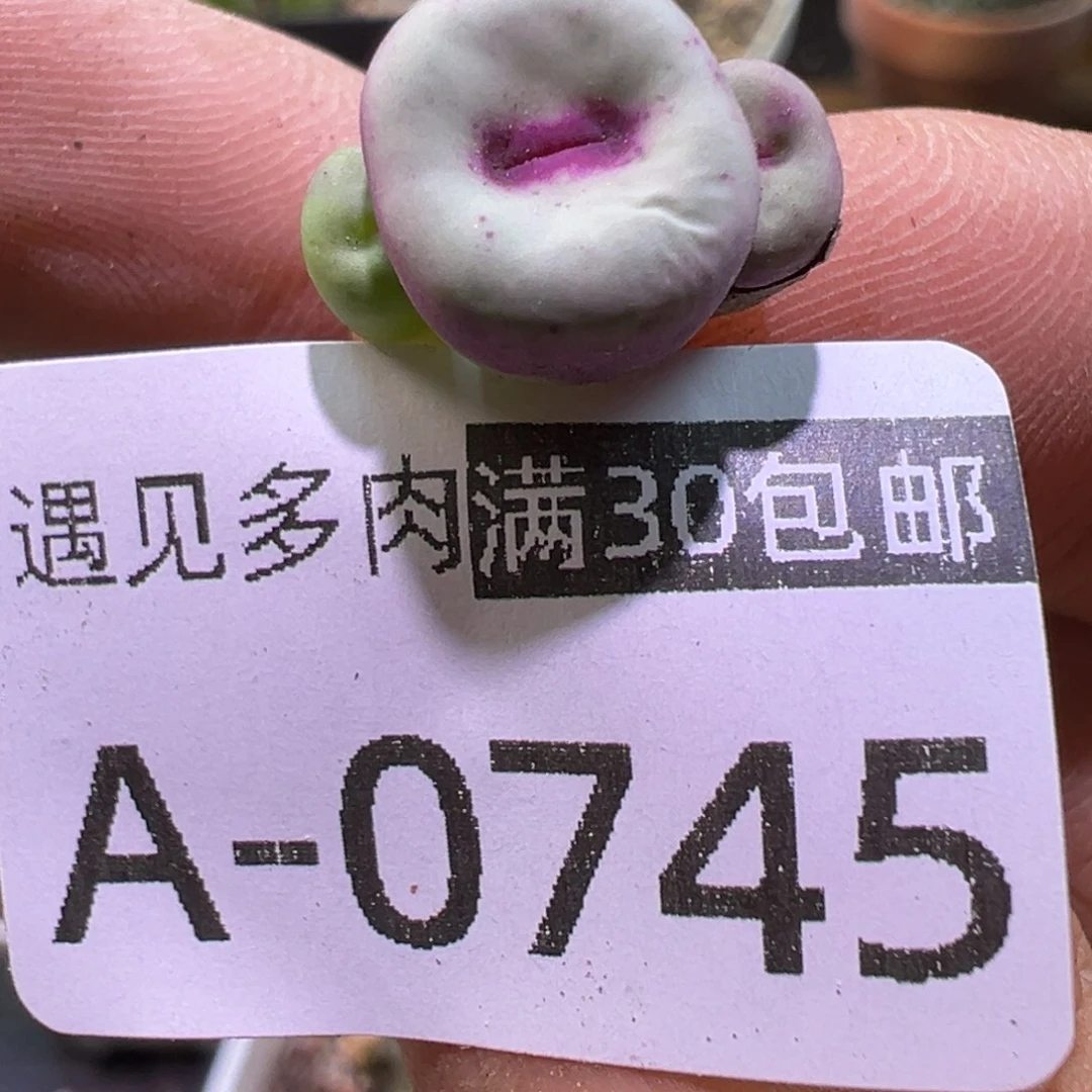 多肉植物1111111111111