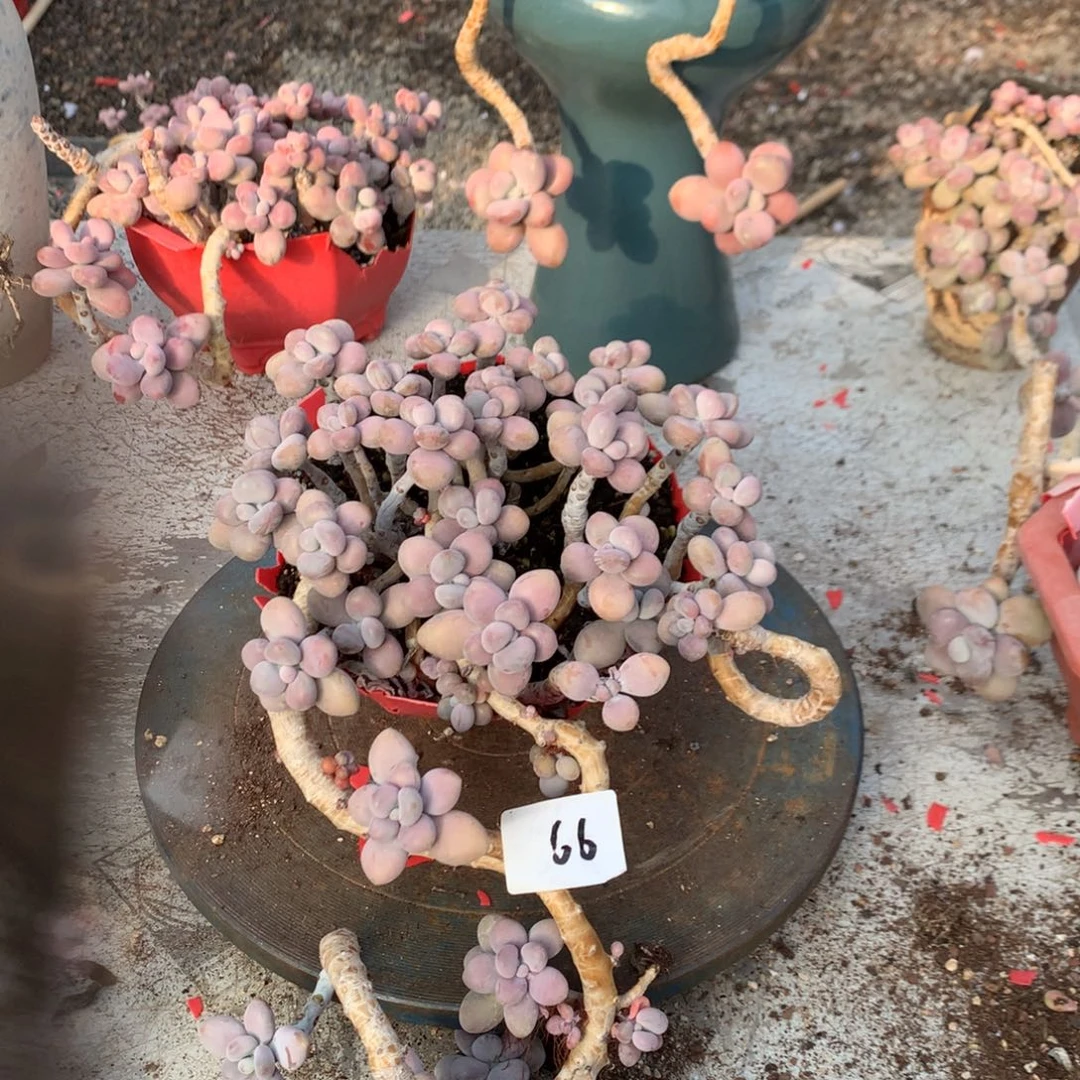 桃蛋老桩66号不带盆