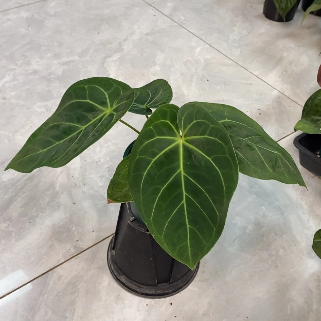 不开花植物35 霍夫曼杂（活动两颗包邮 不售后）