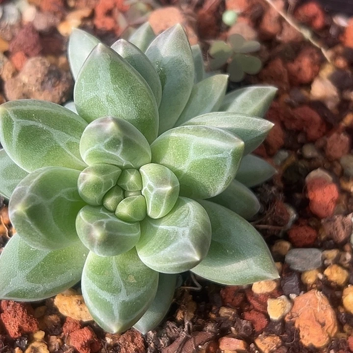 孤品美人一物一拍特价福利