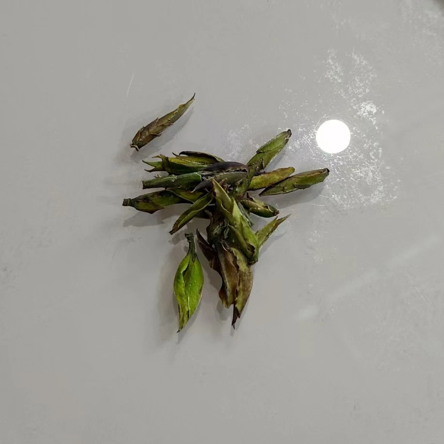 2025年 冰岛后山 荒山芽孢纯品 生茶 【042】7-29 通用