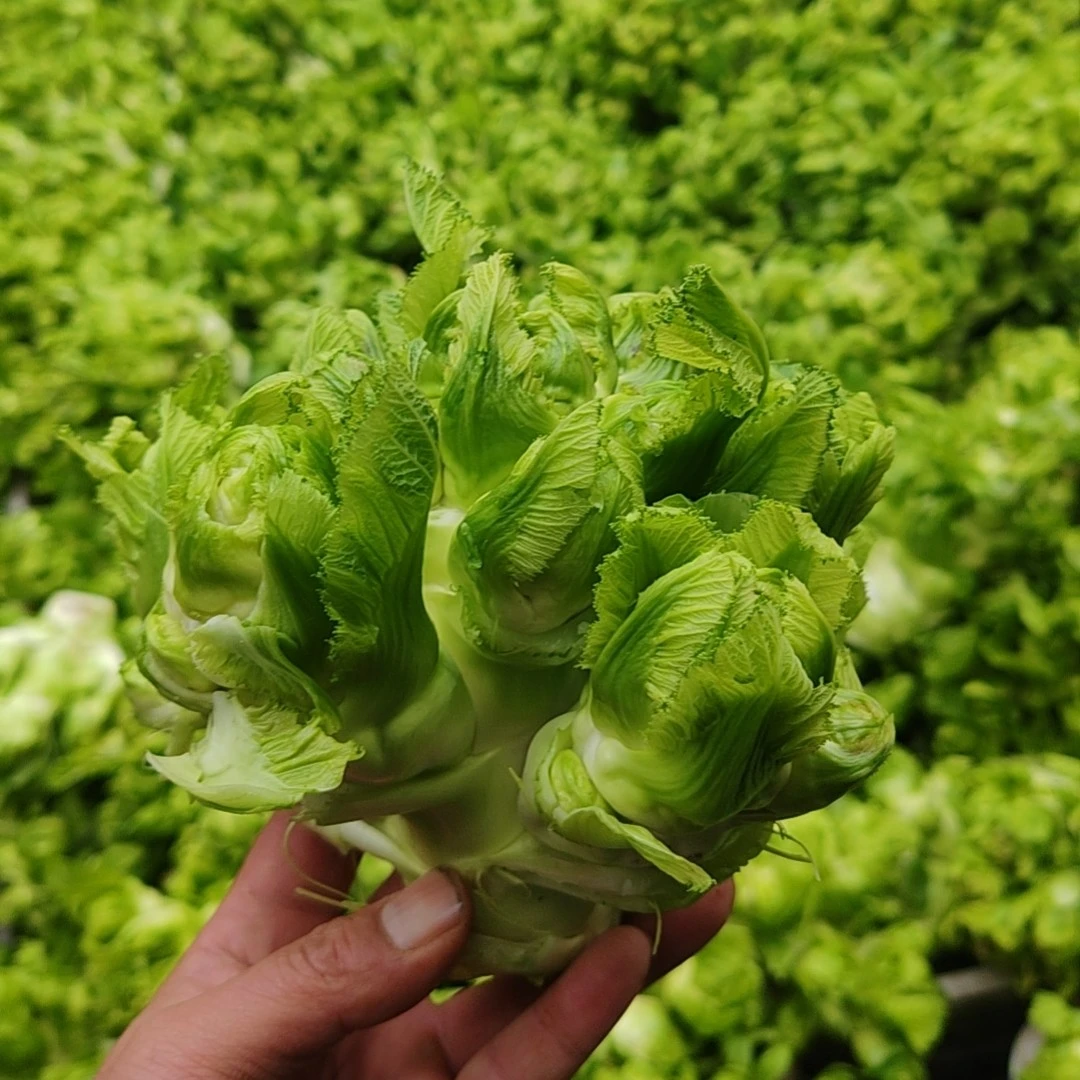 四川新鲜儿菜娃娃菜农家自种时令蔬菜嫩儿仔抱子芥火锅芥菜青菜