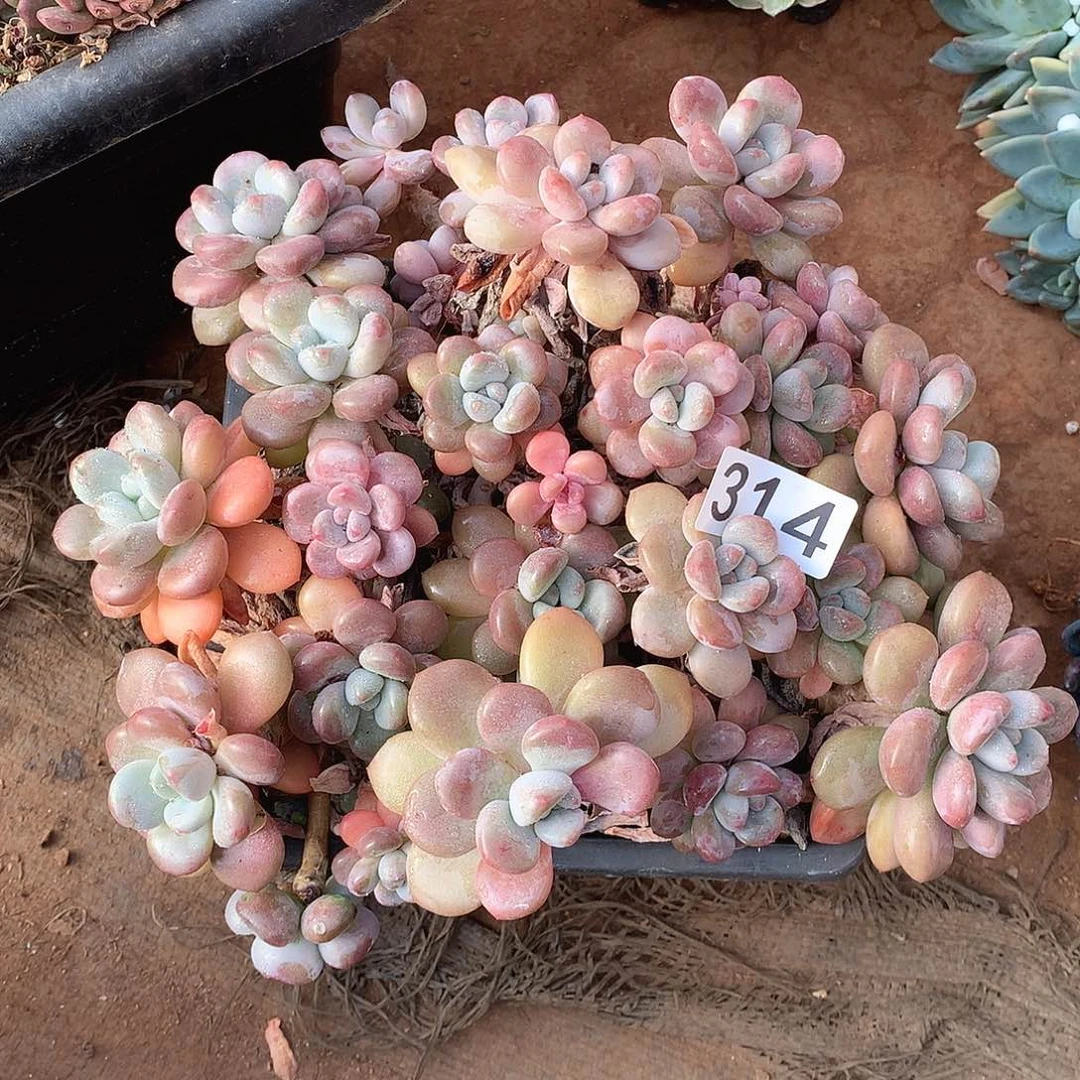 314 一物一拍多肉