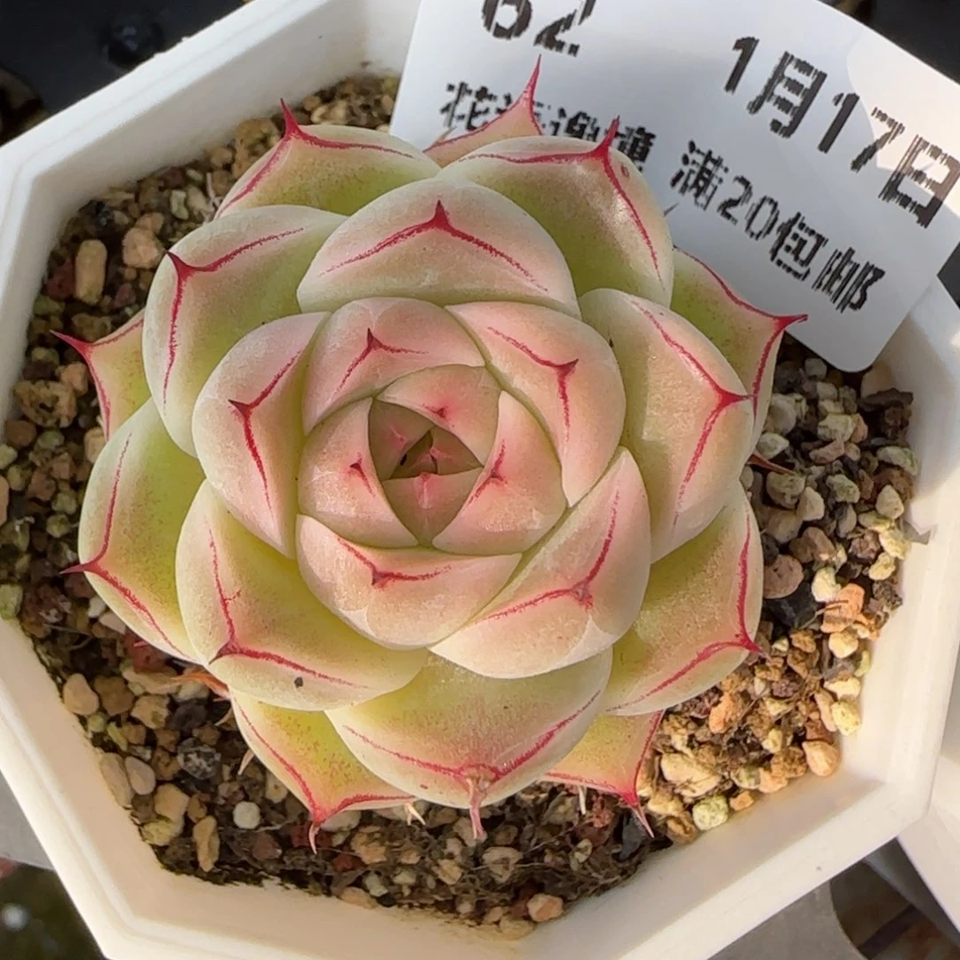 花语逸境0117-62小魔仙