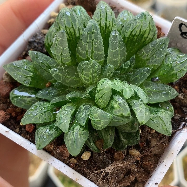 缀化生生不息带盆土