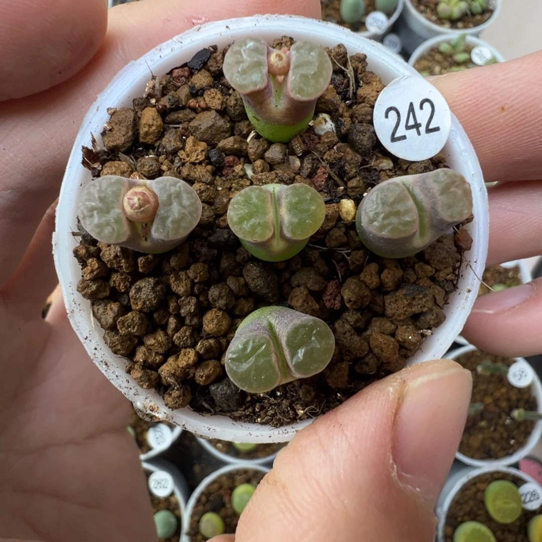 班克雪花磁铁一颗脱土2420000