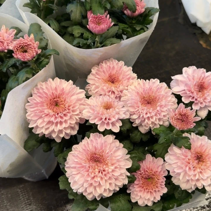 新品大花檀心粉菊花盆栽