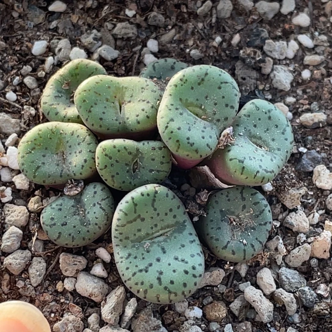 25-141安贞多肉植物