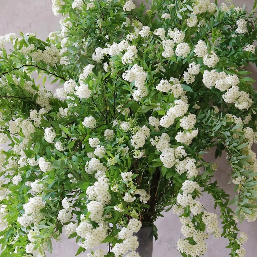 【花之物语】小手球  包邮