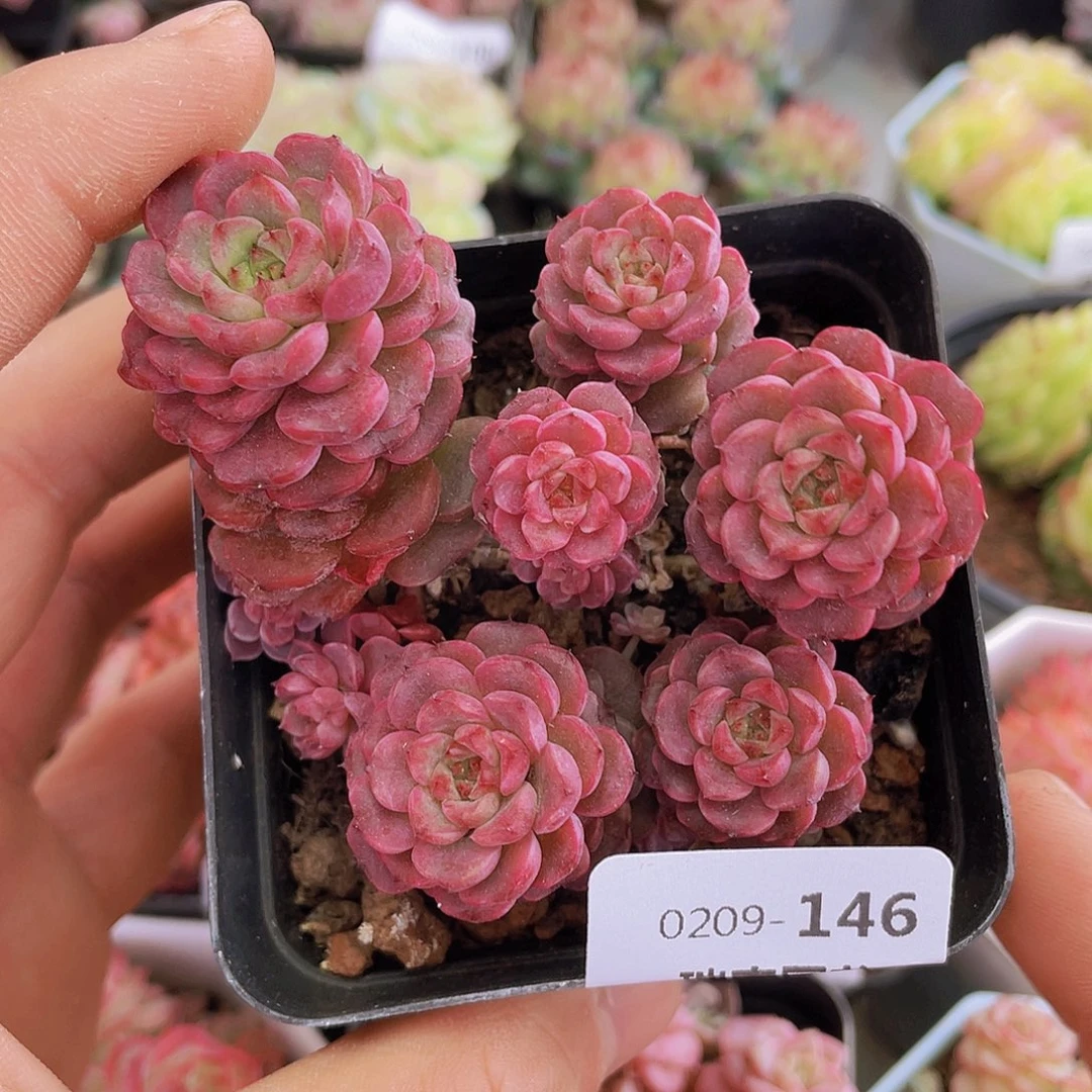 000000000000146量拍