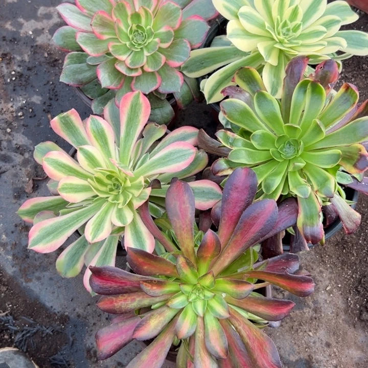 多肉植物5颗手捧不售后