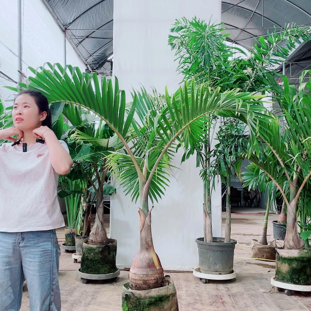 【闪购商品】无花朵闪****闪5678888898999