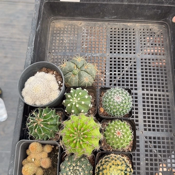 562下播福利一套发货