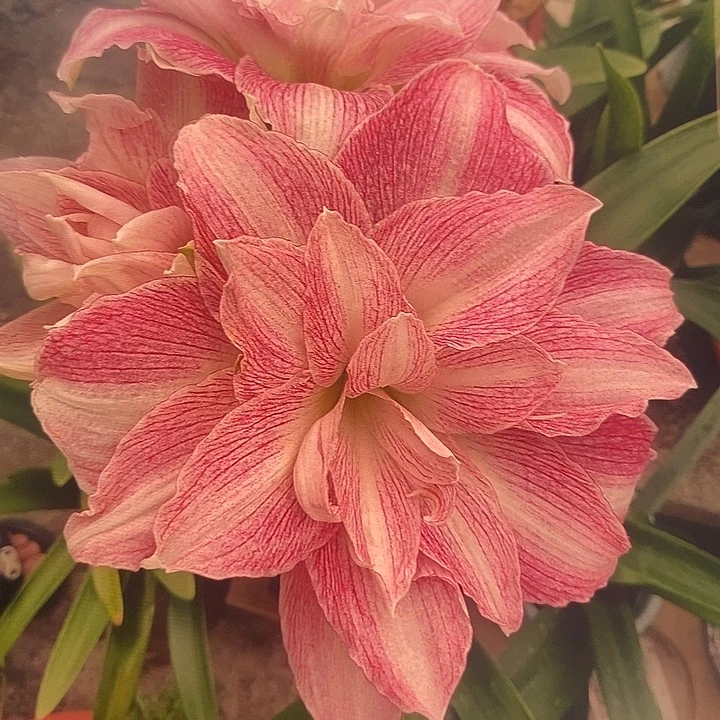 闪亮朱顶红4朱顶红