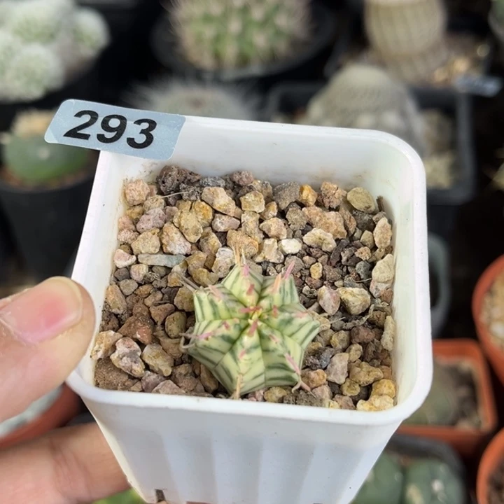 斑马锦一物一拍自根