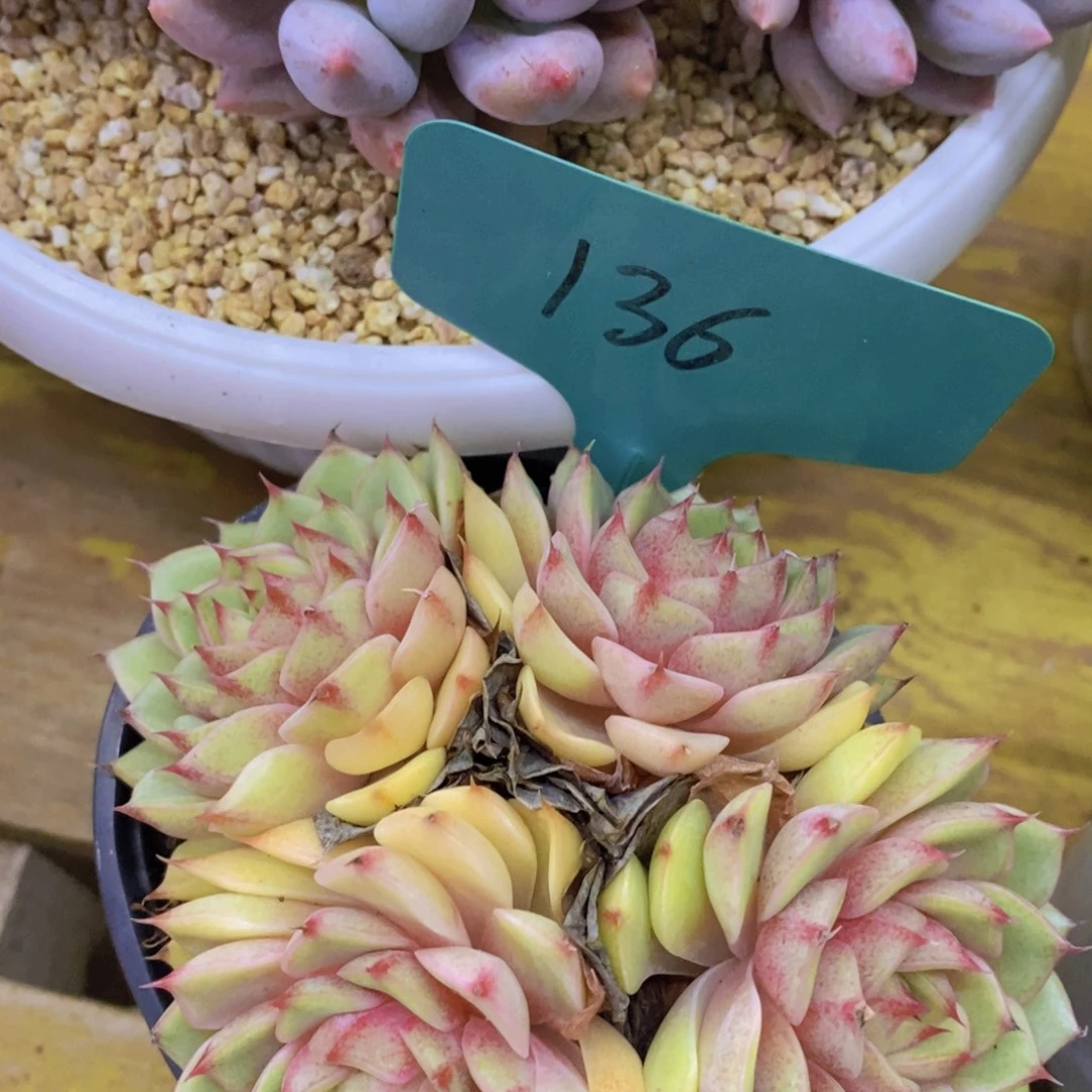 双十一晚间场，11.10