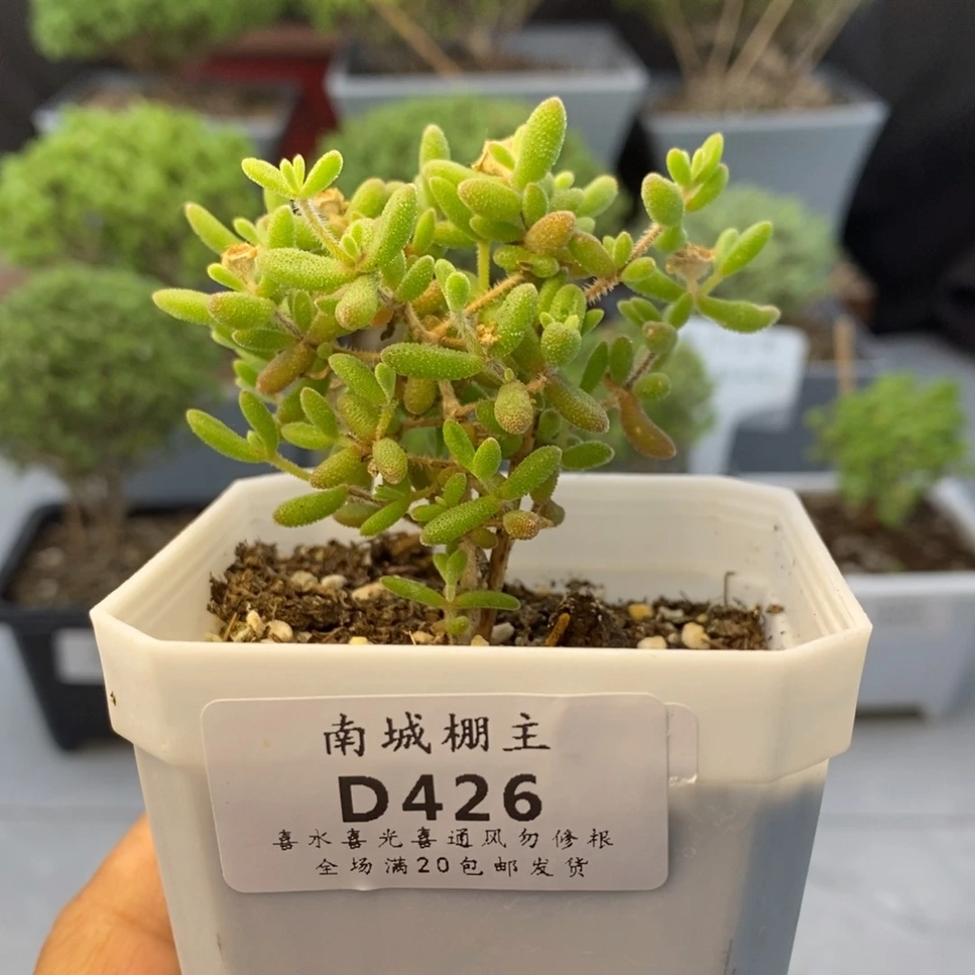 426红宝石枝干番杏