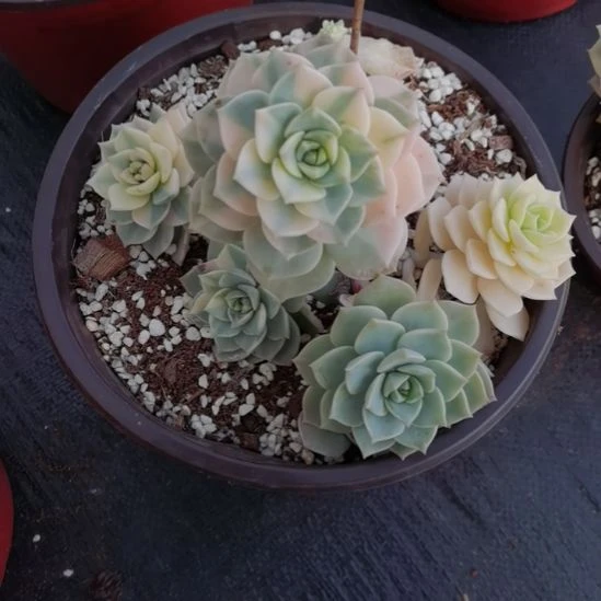 白牡丹超白锦（景天科）