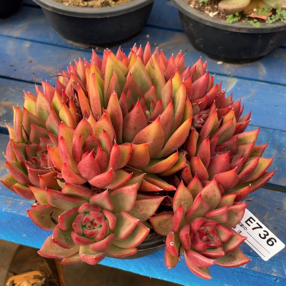 无花朵若如东云组拍E736