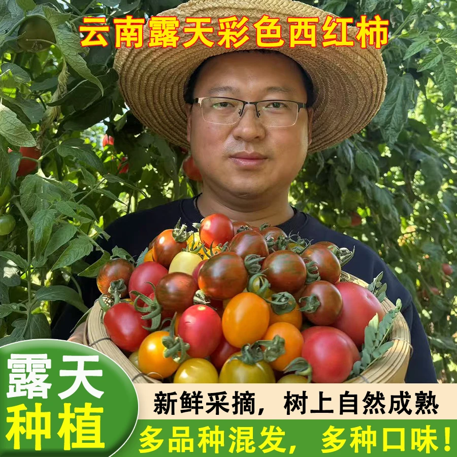 新鲜采摘小番茄彩色西红柿圣女果番茄云南露天自然熟顺丰包邮
