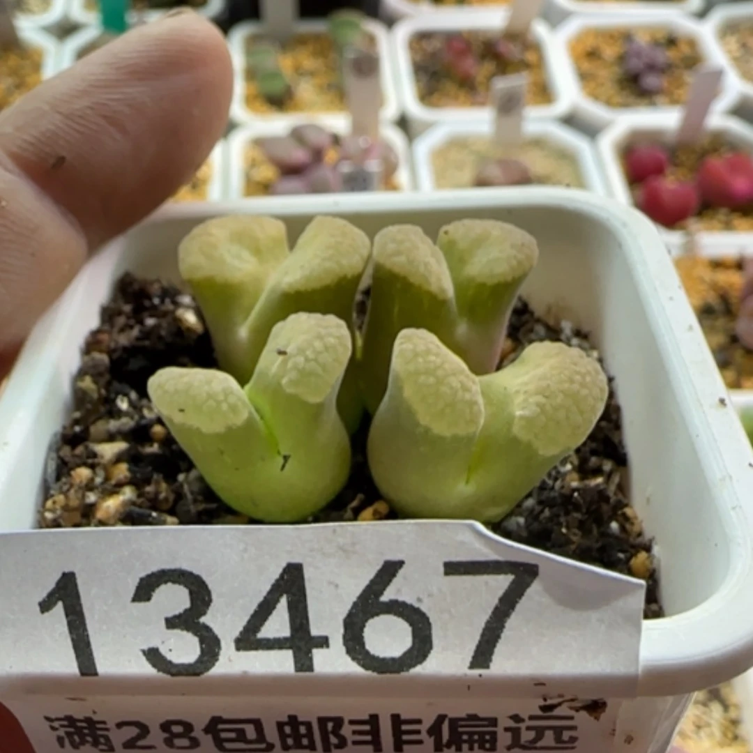 【闪购商品】m****913467