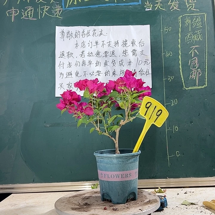 当前无花栽培后可以开花玫瑰红 919