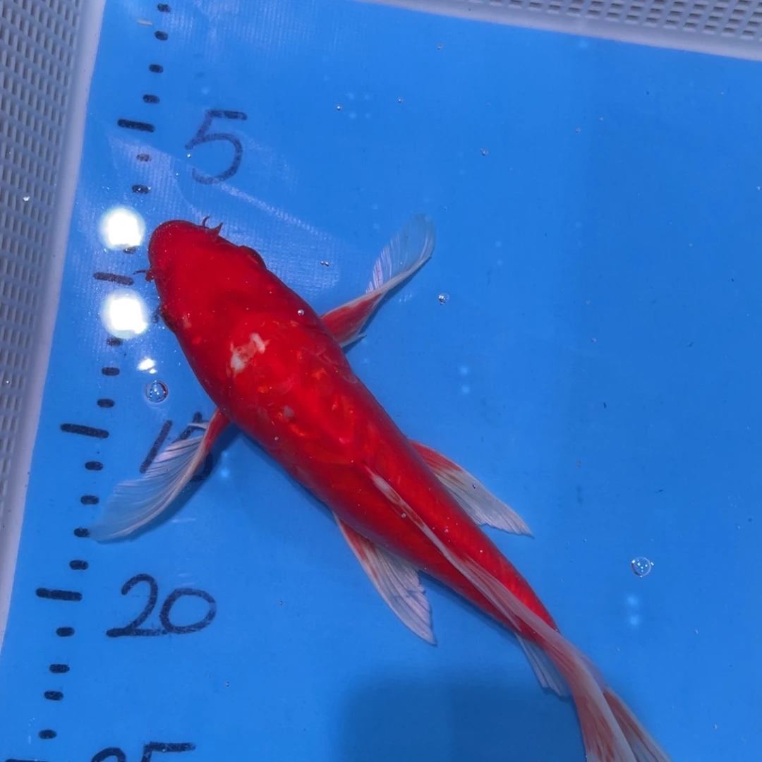 锦鲤锦鲤包邮包邮蝴蝶