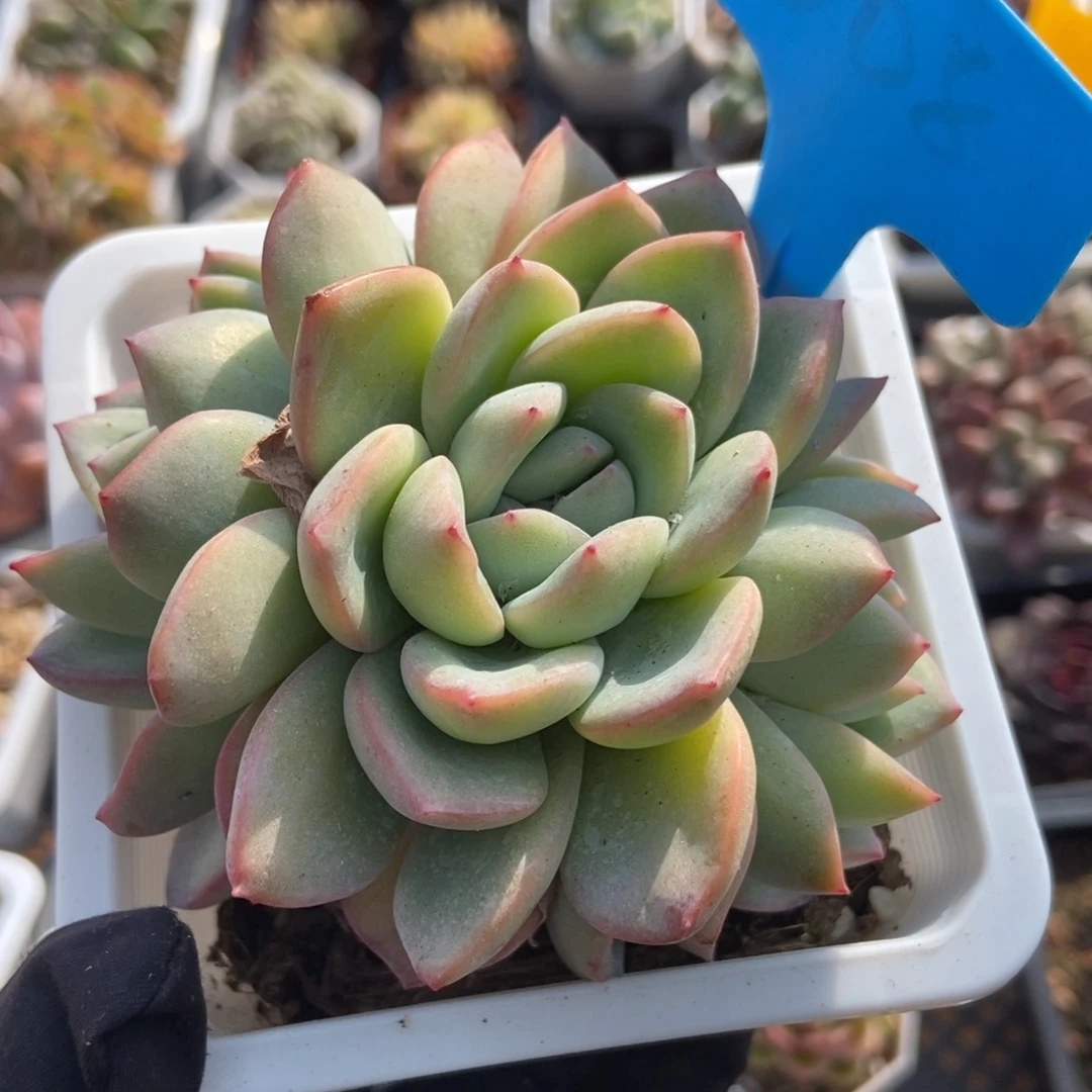 1008泡芙多肉植物