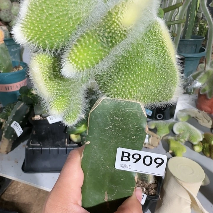 妖**贝嫁接九尾狐缀化909