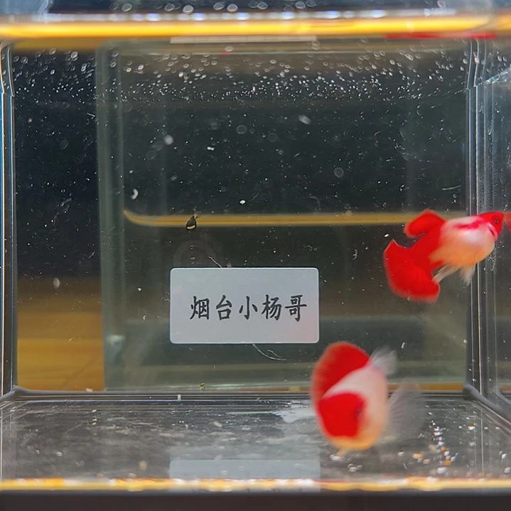 孔雀鱼深海蓝短球体1对