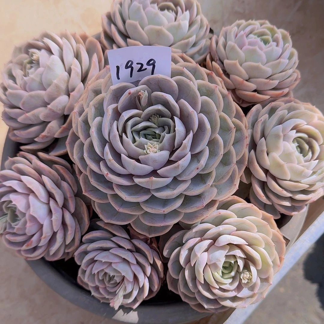 丁*h1929蓝色惊喜多肉植物