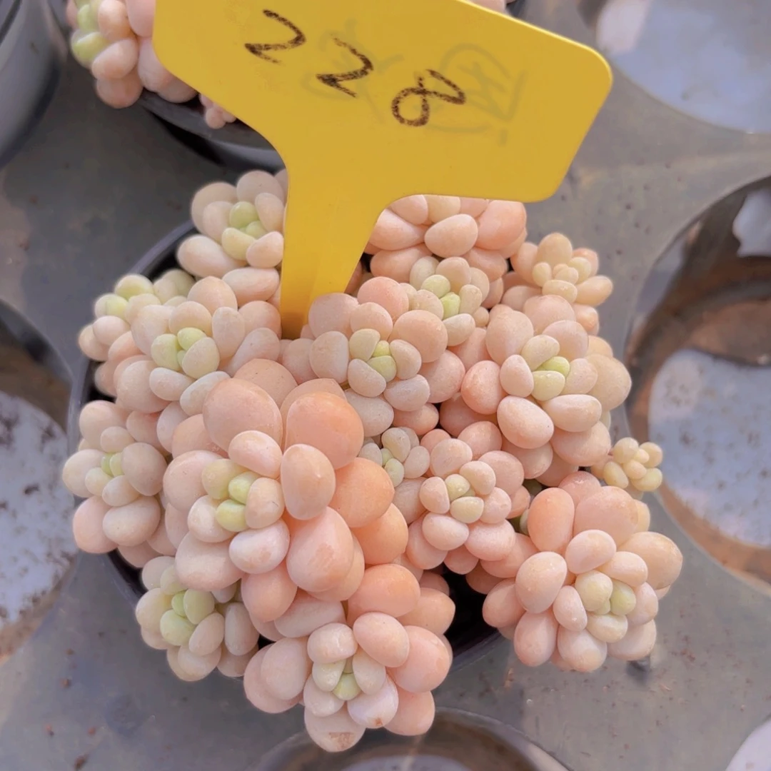 ?啦啦啦啦啦啦啦啦啦啦啦啦